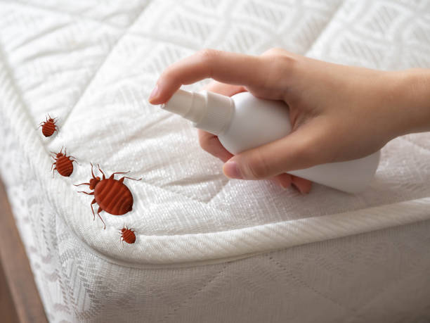Best Local Pest Control Services  in Marlton, NJ